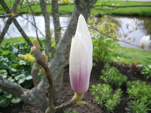 lidköping park magnolia