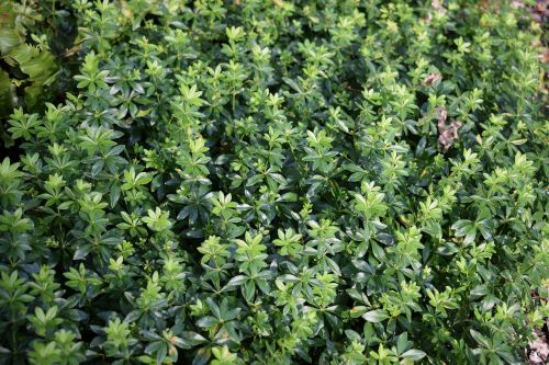 lievevrouwebedstro ground cover green