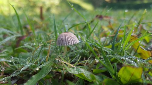 life mushroom grass