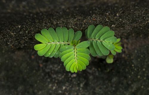 life tamarind tree germ