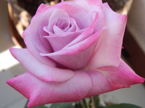 light pink rose