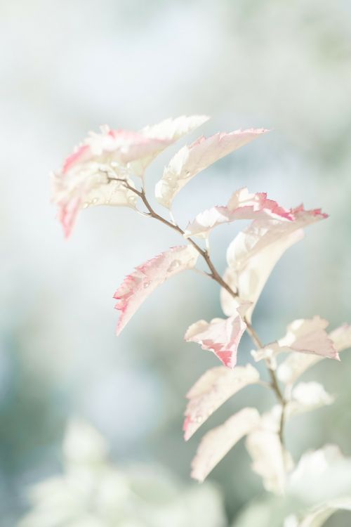 light plant bush