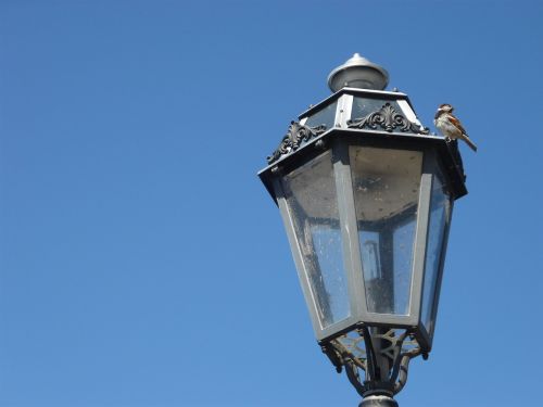 light bird italy