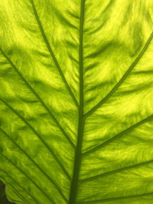 light leaf green