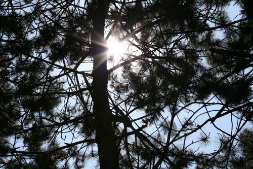 light sun tree