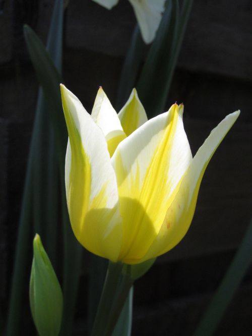 light hope tulip