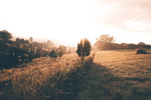 light tree landscape