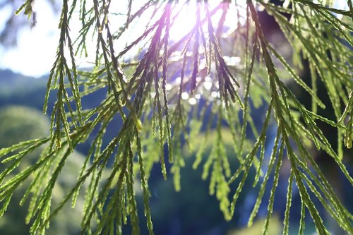 light  nature  trees