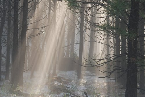 light  forest  mist