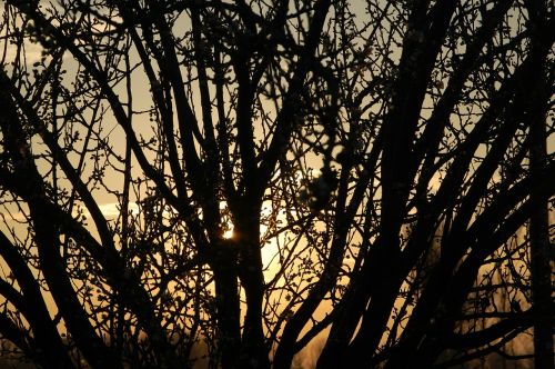 light and shade branches tree