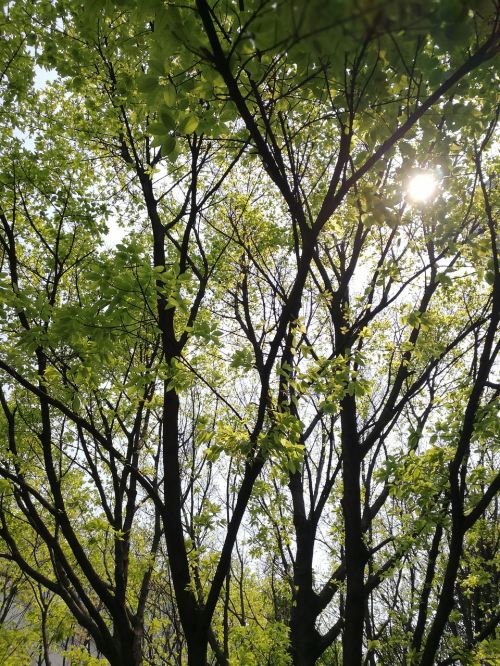 light and shadow woods green leaf