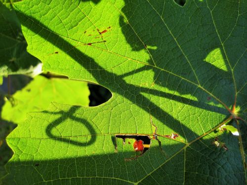 Light And Shadow On Vine Leaves