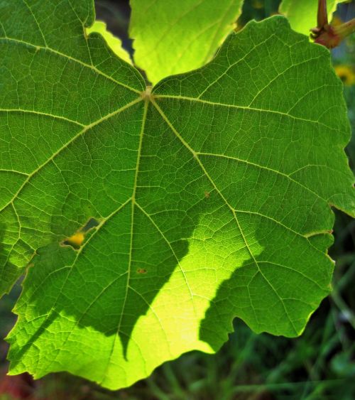 Light Behind Vine Leaf