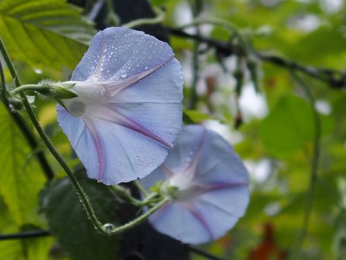 light blue flower wet