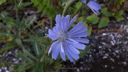 light blue blue flower