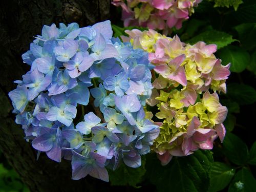 light blue pink hydrangea flower garden