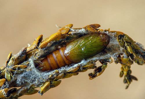 light-brown-apple-moth  pupa  moth