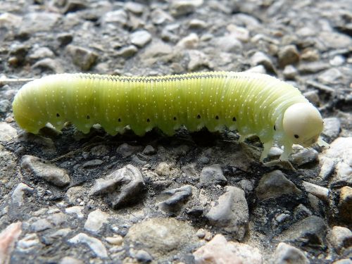 light green caterpillar green