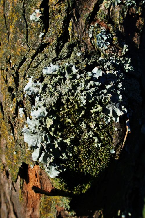 Light Grey Lichen On Cut Off Branch