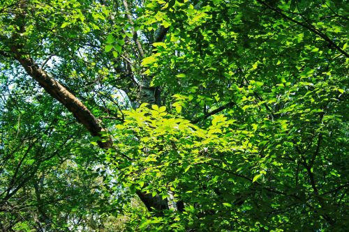 Light On Bright Green Leaves