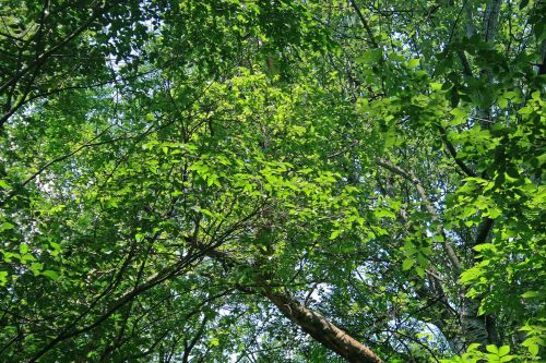 Light On Bright Green Leaves