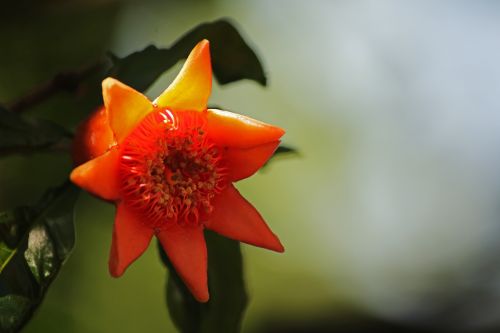 Light On Calyx Of Pomegranate