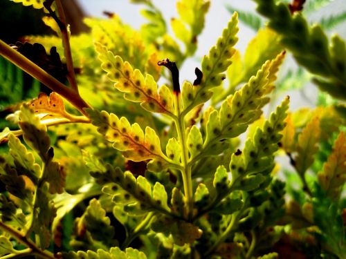 Light On Fern Leaf