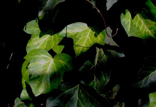 Light On Ivy Leaves
