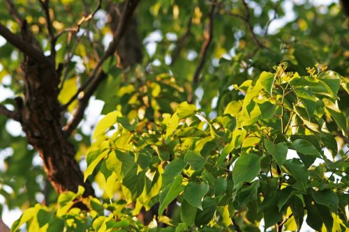 Light On Leaves