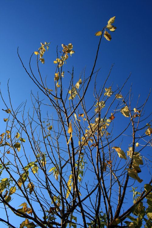 Light On Leaves Against Blue Sky