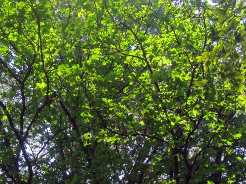 Light On Leaves On Tree