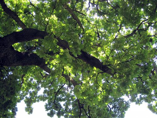 Light On Oak Tree Leaves