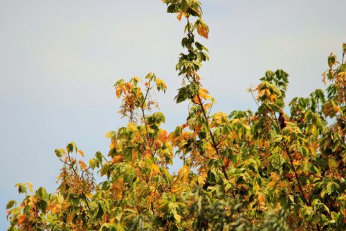 Light On Yellowing Leaves