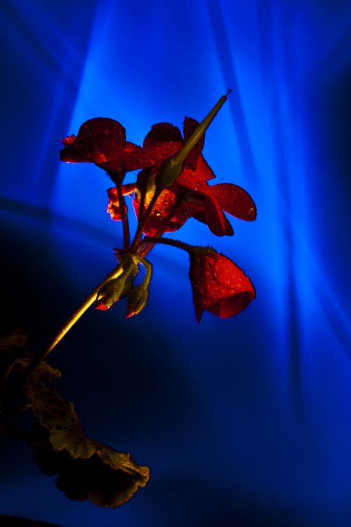 light painting light coloring geranium