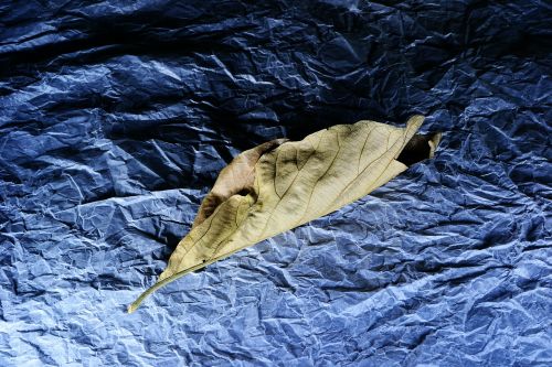 light painting leaf dried leaf