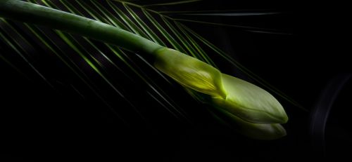light painting amaryllis closed flower
