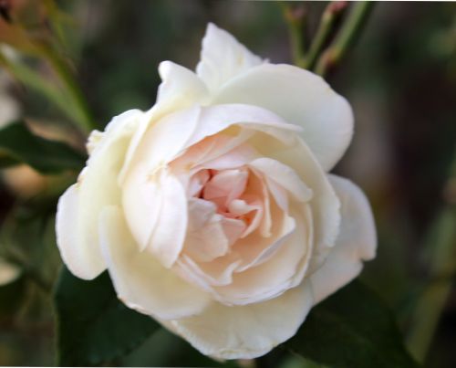 Light Peach Rose