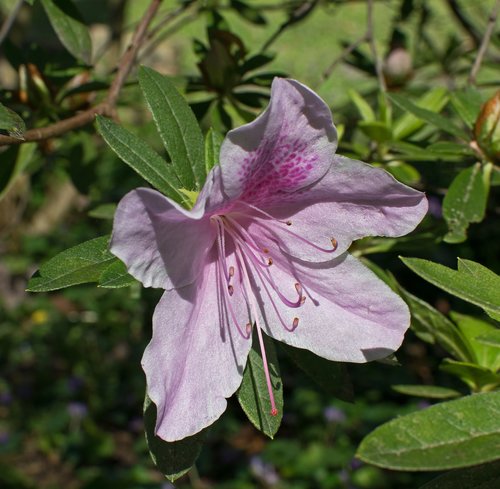 light pink azalea  azalea  flower