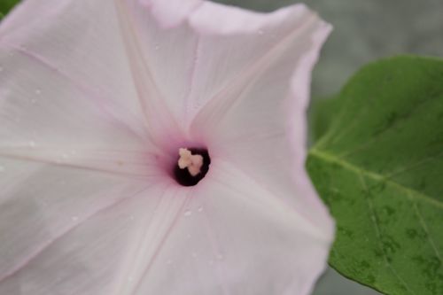 Light Pink Flower