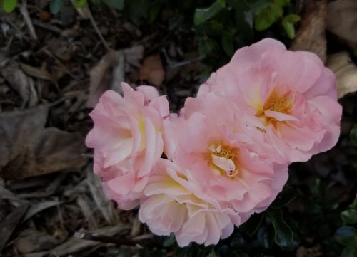 Light Pink Full Bloom Roses