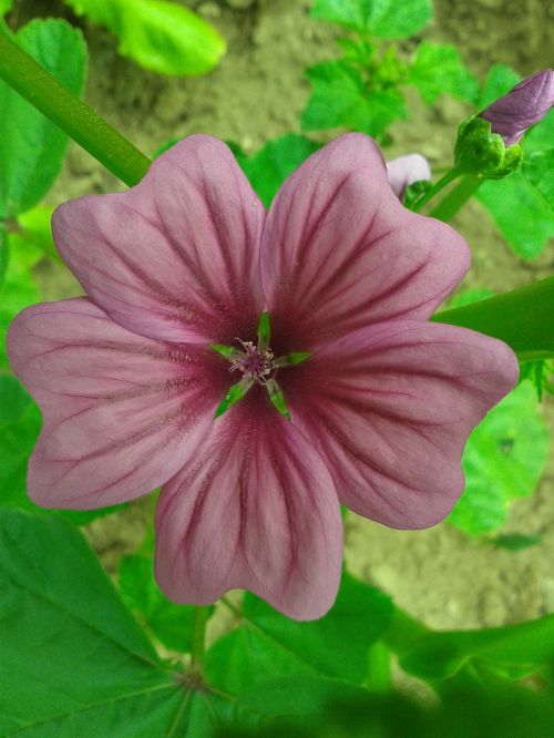 light purple chichewa nature plant