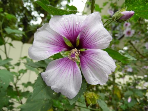 Light Purple Garden Flowers