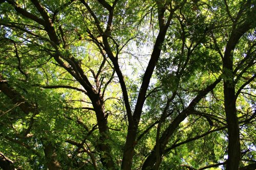 Light Through Oak Tree Branches