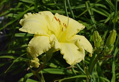 light yellow daylily lily close-up