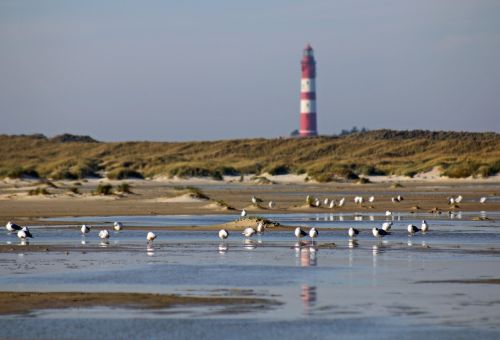 lighthouse gulls water