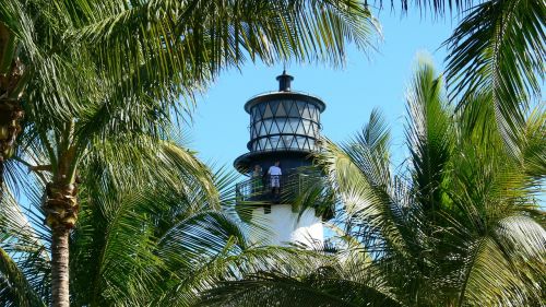 lighthouse usa palm trees