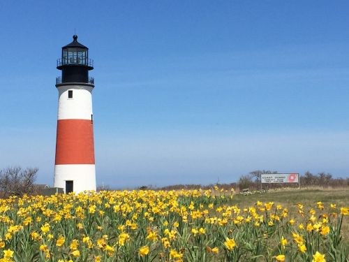 lighthouse daffodils sunny day