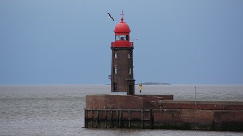 lighthouse  seagull  bird
