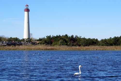 lighthouse swan wetlands