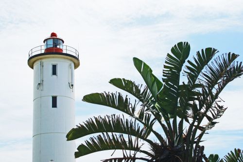 Lighthouse With Palm Tree